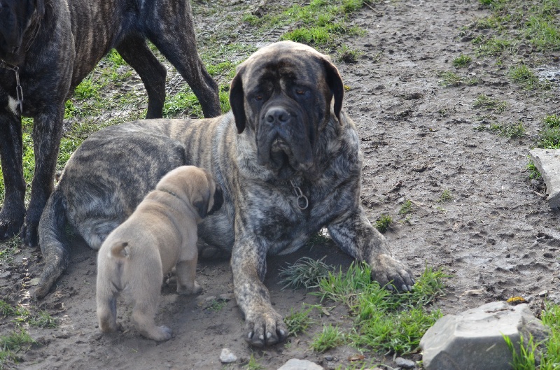 première sortie pour les mastiffs