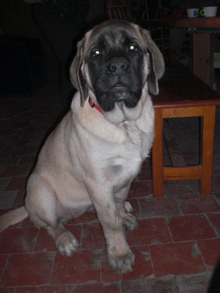 hantatrès
