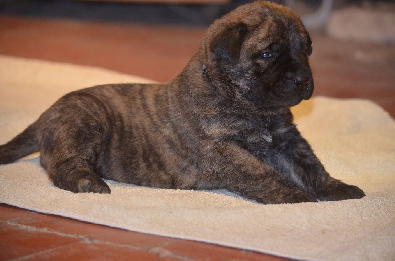 De La Flamengrie - Mastiff - Portée née le 04/01/2017
