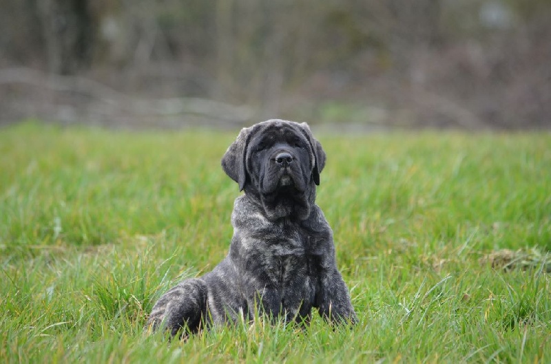 De La Flamengrie - Mastiff - Portée née le 24/01/2016