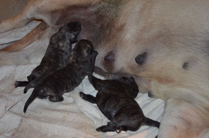 De La Flamengrie - Mastiff - Portée née le 18/09/2014