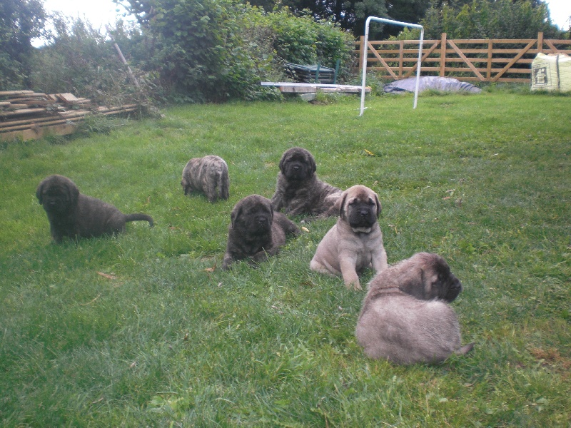 De La Flamengrie - Mastiff - Portée née le 07/08/2012