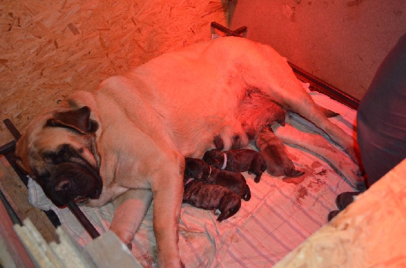 De La Flamengrie - Mastiff - Portée née le 13/03/2015