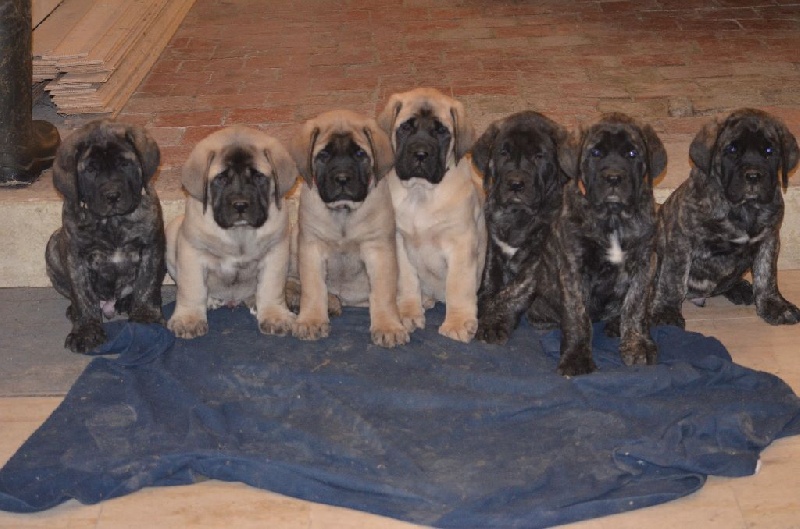 De La Flamengrie - Mastiff - Portée née le 22/09/2014