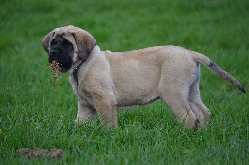 De La Flamengrie - Mastiff - Portée née le 24/01/2016