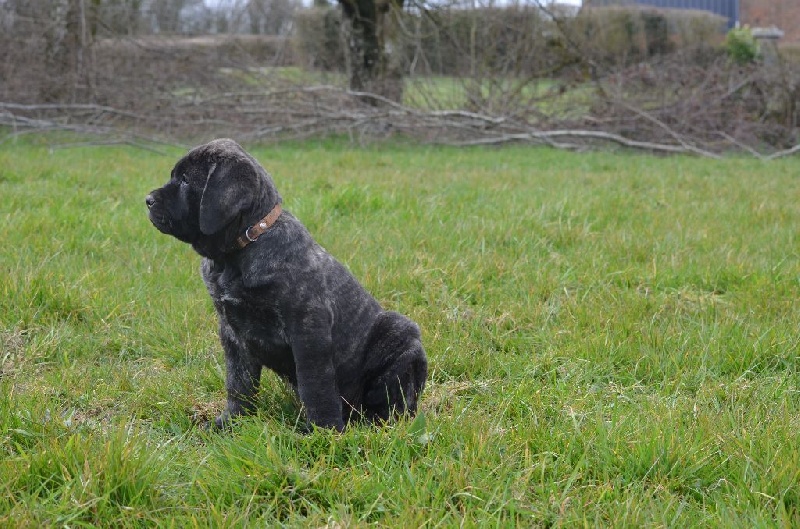 De La Flamengrie - Mastiff - Portée née le 30/01/2016